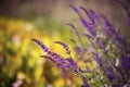 Salvia nemorosa Merleau Blue