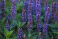 Salvia nemorosa Ostfriesland