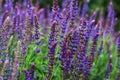 Salvia nemorosa. Salvias in different colors in garden.