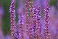 Salvia nemorosa. Salvias in different colors in garden.