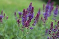 Salvia nemorosa. Salvias in different colors in garden.