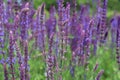 Salvia nemorosa. Salvias in different colors in garden.