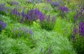 Salvia nemorosa Stippa capilata lush flower bed with sage blue and purple flower color combined yellow ornamental grasses lush Royalty Free Stock Photo