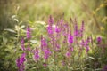 Salvia nemorosa