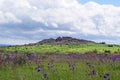 Salvia nutans, nodding sage. Steppe. National Park