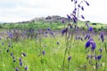 Salvia nutans, nodding sage. Steppe