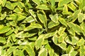 Salvia officinalis blooming in the summer garden on a sunny day Royalty Free Stock Photo