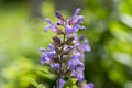 Salvia officinalis evergreen healhty subshrub in bloom, violet purple flowering useful plant Royalty Free Stock Photo