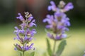 Salvia officinalis evergreen healhty subshrub in bloom, violet purple flowering useful plant