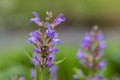 Salvia officinalis evergreen healhty subshrub in bloom, violet purple flowering useful plant Royalty Free Stock Photo