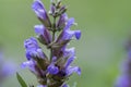 Salvia officinalis evergreen healhty subshrub in bloom, violet purple flowering useful plant Royalty Free Stock Photo