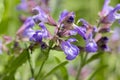 Salvia officinalis evergreen healhty subshrub in bloom, violet purple flowering useful plant