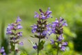 Salvia officinalis evergreen healhty subshrub in bloom, violet purple flowering useful plant