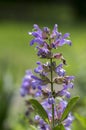 Salvia officinalis evergreen healhty subshrub in bloom, violet purple flowering useful plant Royalty Free Stock Photo