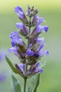 Salvia officinalis evergreen healhty subshrub in bloom, violet purple flowering useful plant Royalty Free Stock Photo