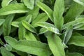 Salvia officinalis with green leaves is a big bush. Back of the leaves of the sage. Royalty Free Stock Photo