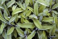 Salvia officinalis with green leaves is a big bush. Back of the leaves of the sage. Royalty Free Stock Photo