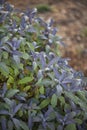 Salvia Sage Royalty Free Stock Photo