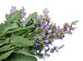 Salvia officinalis. Sage leaves isolated on white background. Royalty Free Stock Photo