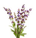 Salvia officinalis Royalty Free Stock Photo