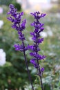 Sage herb or salvia officinalis is violet flower grow in filed