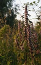 Salvia Ostfriesland. Sage, garden sage, common sage, culinary sage is a perennial, evergreen subshrub, with woody stems, grayish Royalty Free Stock Photo