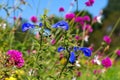 Salvia patens also called called gentian sage