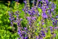 Salvia pratensis. Lythrum. Purple garden flowers Royalty Free Stock Photo
