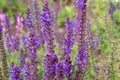 Salvia pratensis, meadow clary or meadow sage purple blooming in garden. Beautiful blue flowers salvia verbenaca plant Royalty Free Stock Photo