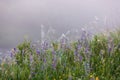 Salvia pratensis, the meadow sage at foggy summer morning field with spider web, closeup Royalty Free Stock Photo