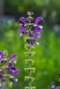 Salvia pratensis sage flowers in bloom, flowering blue violet purple mmeadow clary plants, green grass leaves Royalty Free Stock Photo