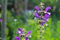 Salvia pratensis sage flowers in bloom, flowering blue violet purple mmeadow clary plants, green grass leaves Royalty Free Stock Photo