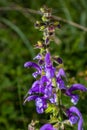 Salvia pratensis sage flowers in bloom, flowering blue violet purple mmeadow clary plants, green grass leaves Royalty Free Stock Photo