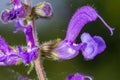 Salvia pratensis sage flowers in bloom, flowering blue violet purple mmeadow clary plants, green grass leaves Royalty Free Stock Photo