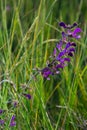 Salvia pratensis sage flowers in bloom, flowering blue violet purple mmeadow clary plants, green grass leaves Royalty Free Stock Photo