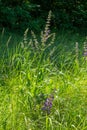 Salvia pratensis sage flowers in bloom, flowering blue violet purple mmeadow clary plants, green grass leaves Royalty Free Stock Photo