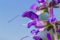 Salvia pratensis sage flowers in bloom, flowering blue violet purple mmeadow clary plants, green grass leaves Royalty Free Stock Photo