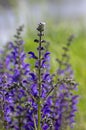 Salvia pratensis sage flowers in bloom, flowering blue violet purple mmeadow clary plants, green grass Royalty Free Stock Photo