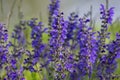 Salvia pratensis sage flowers in bloom, flowering blue violet purple mmeadow clary plants, green grass Royalty Free Stock Photo
