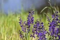 Salvia pratensis sage flowers in bloom, flowering blue violet purple mmeadow clary plants, green grass Royalty Free Stock Photo