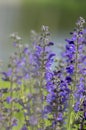 Salvia pratensis sage flowers in bloom, flowering blue violet purple mmeadow clary plants, green grass Royalty Free Stock Photo