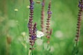 Salvia pratensis, violet blue meadow flowers - Cabbage White Royalty Free Stock Photo