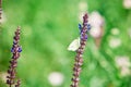 Salvia pratensis, violet blue meadow flowers - Cabbage White Royalty Free Stock Photo