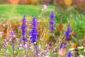 Salvia of purple color in meadow in sunny day. Close up violet summer sage on blurred background of green grass Royalty Free Stock Photo