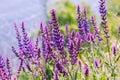 Salvia, purple summer flower of meadow sage plant background