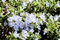 Salvia Rosmarinus plant in the garden in Spring