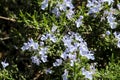 Salvia Rosmarinus plant in the garden in Spring