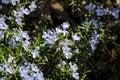 Salvia Rosmarinus plant in the garden in Spring