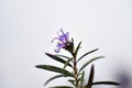 Salvia rosmarinus, rosemary