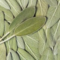 Salvia (sage, also called garden sage, or common sage)